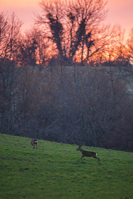 BUITEN BEELD Foto: 278602
