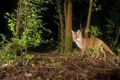 BUITEN BEELD Foto: 278604