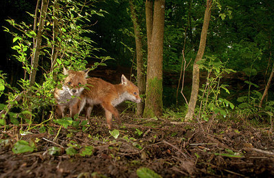 BUITEN BEELD Foto: 278605
