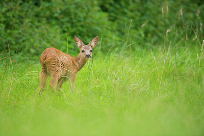 BUITEN BEELD Foto: 278618