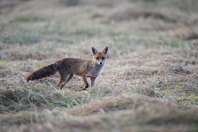 BUITEN BEELD Foto: 278629