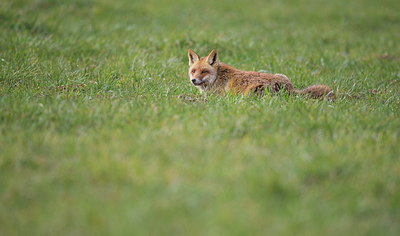 BUITEN BEELD Foto: 278637