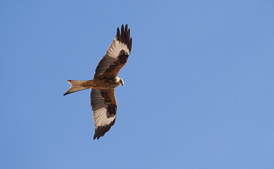 BUITEN BEELD Foto: 278660
