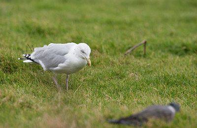 BUITEN BEELD Foto: 278666