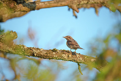 BUITEN BEELD Foto: 278674