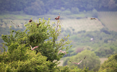 BUITEN BEELD Foto: 278675