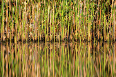 BUITEN BEELD Foto: 278684