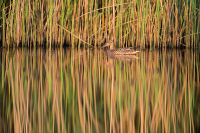 BUITEN BEELD Foto: 278685