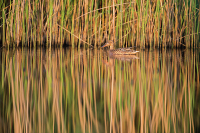 BUITEN BEELD Foto: 278685