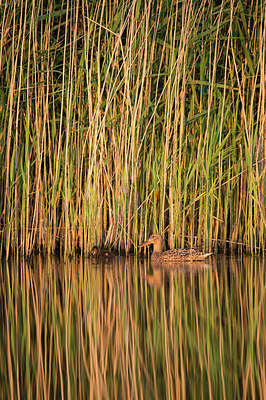 BUITEN BEELD Foto: 278686