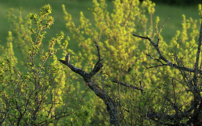 BUITEN BEELD Foto: 278690