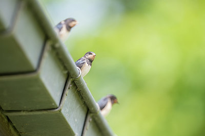 BUITEN BEELD Foto: 278693