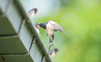 BUITEN BEELD Foto: 278695