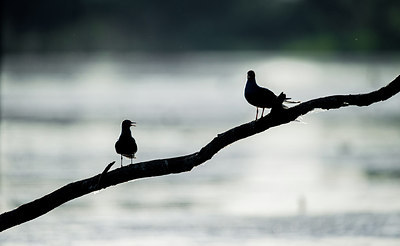 BUITEN BEELD Foto: 278698