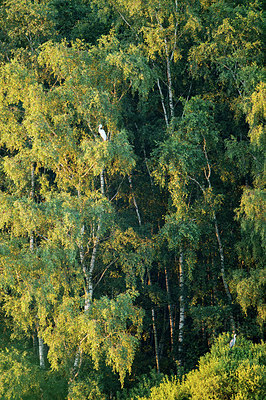 BUITEN BEELD Foto: 278701