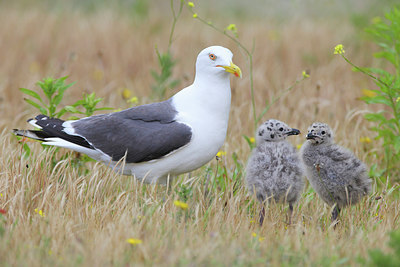 BUITEN BEELD Foto: 278737