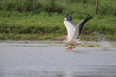 BUITEN BEELD Foto: 278740