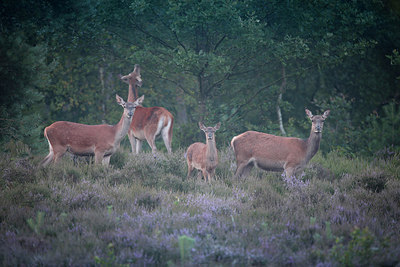 BUITEN BEELD Foto: 278749