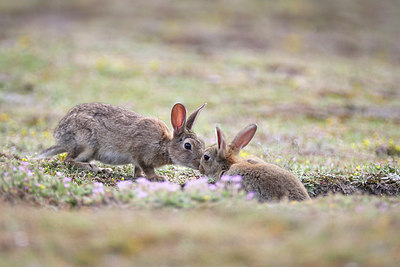 BUITEN BEELD Foto: 278750