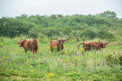 BUITEN BEELD Foto: 278756