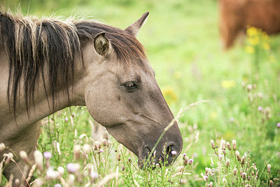 BUITEN BEELD Foto: 278760