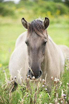 BUITEN BEELD Foto: 278761