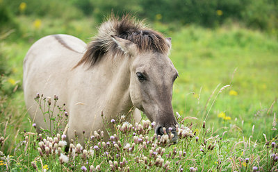 BUITEN BEELD Foto: 278764
