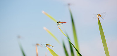 BUITEN BEELD Foto: 278778