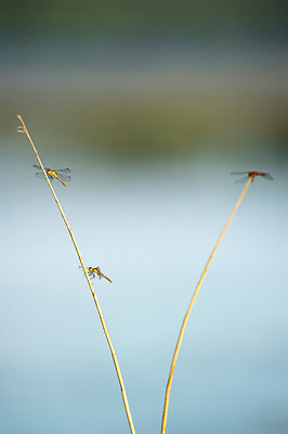 BUITEN BEELD Foto: 278781