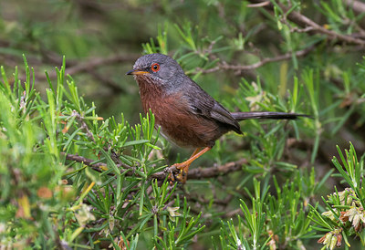 BUITEN BEELD Foto: 278826