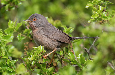 BUITEN BEELD Foto: 278827