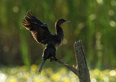 BUITEN BEELD Foto: 278845