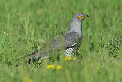 BUITEN BEELD Foto: 278848