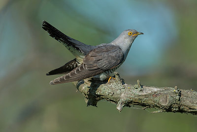 BUITEN BEELD Foto: 278849