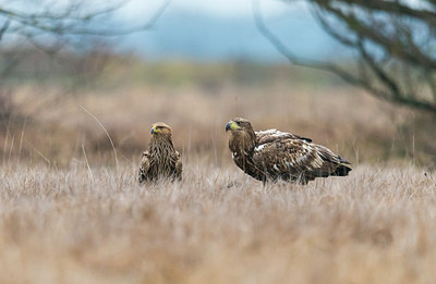 BUITEN BEELD Foto: 278858