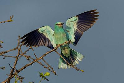 BUITEN BEELD Foto: 278863