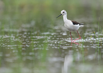 BUITEN BEELD Foto: 278870