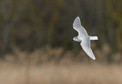 BUITEN BEELD Foto: 278883