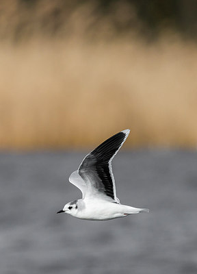 BUITEN BEELD Foto: 278884