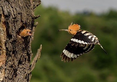 BUITEN BEELD Foto: 278891