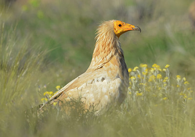 BUITEN BEELD Foto: 278945