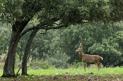 BUITEN BEELD Foto: 278967