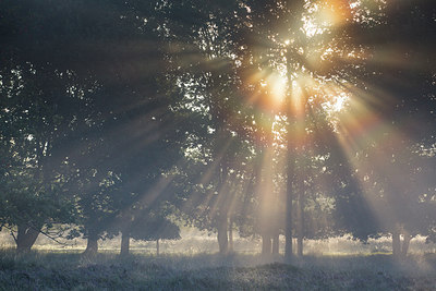 BUITEN BEELD Foto: 278984