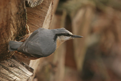 BUITEN BEELD Foto: 27011