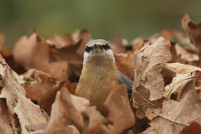 BUITEN BEELD Foto: 27013