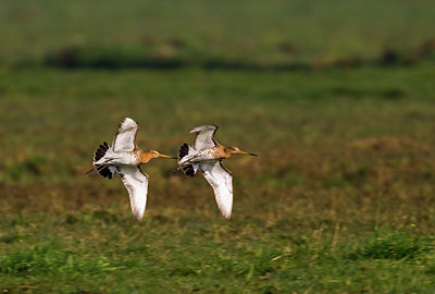 BUITEN BEELD Foto: 27022