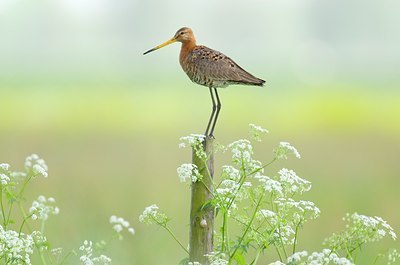 BUITEN BEELD Foto: 27052