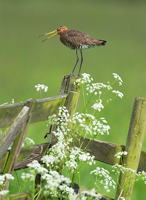BUITEN BEELD Foto: 27054