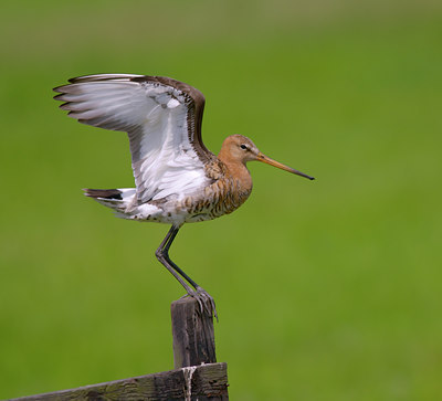 BUITEN BEELD Foto: 27064