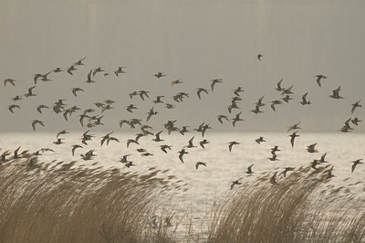 BUITEN BEELD Foto: 27066